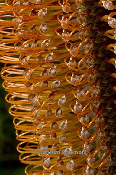 banksia ericifolia 3 graphic